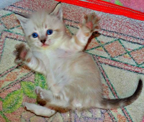 котят британской золотистой шиншиллы