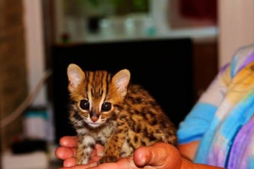 Котята из центра разведения кошачьих.АЛК.