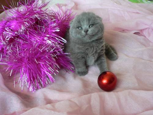 Шотландские вислоухие котята
