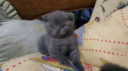 Котята шотландские, вислоухие и прямоухие.