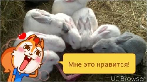  продам кроликов чистопородных 