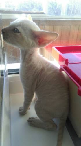 Котик корниш рекс