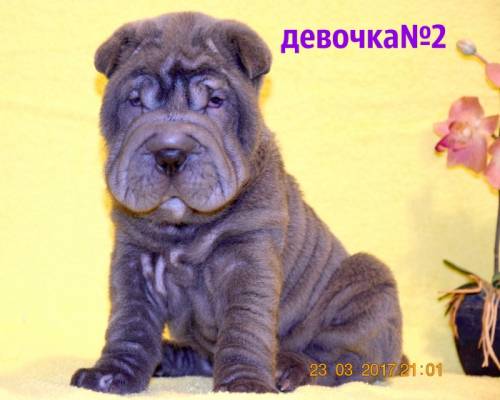 продам  щенков шар-пея