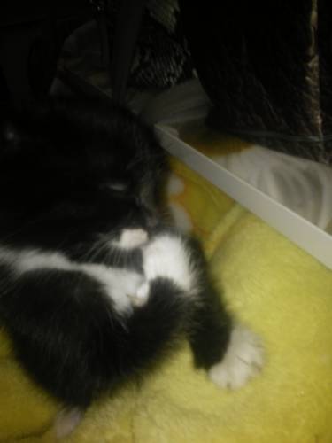 Котёнок ищет дом!!