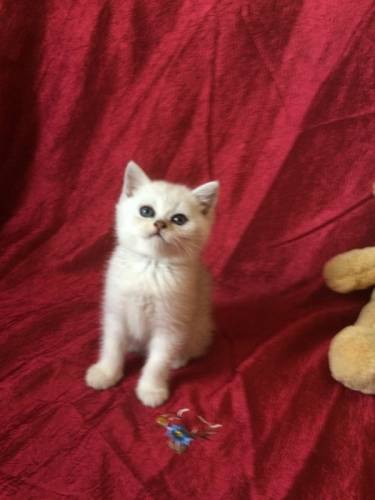 Забавные ласковые котики
