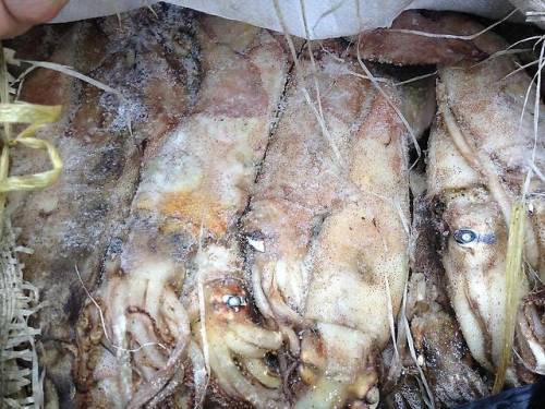 Продам оптом кальмар тихоокеанский (замороженный) неразделанный