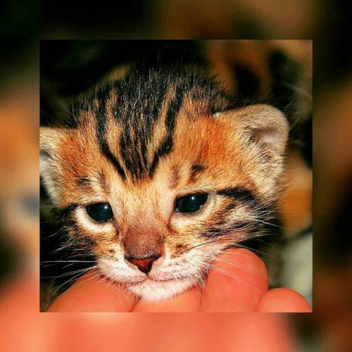 Бенгальские котята