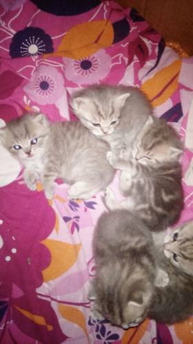 продаю британских котеек