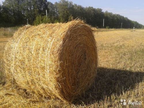Продам сено в рулонах