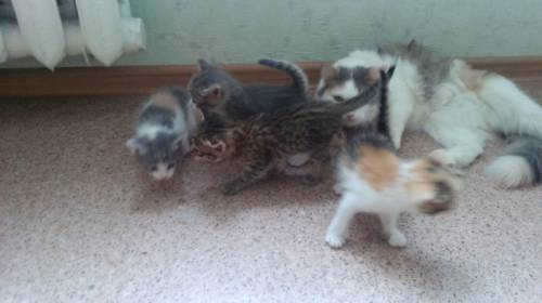 Отдам котят в хорошие руки)