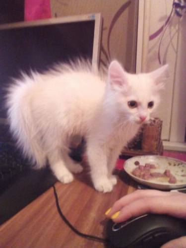 отдам котенка в хорошие руки