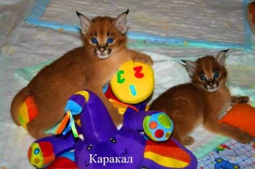 Котята каракала.