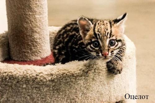 Котята оцелота.