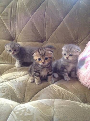 Продам британских котят