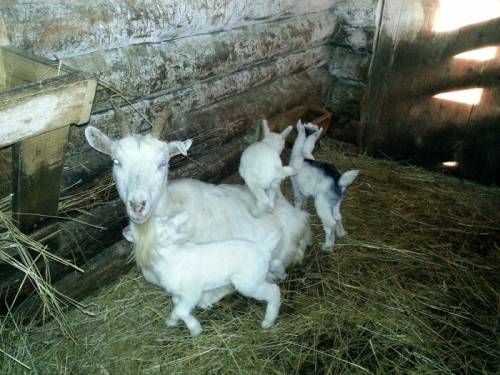 Предлагаем продукцию из козьего и коровьего молока от крестьянского подворья.