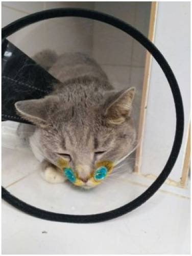 Шанс для избитого кота. Срочно нужна передержка ! 