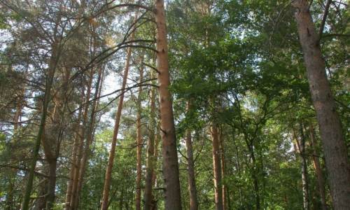 Продам лес на корню вместе с земельными участками