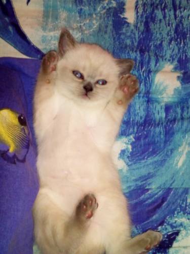 Котята Скоттиш страйты
