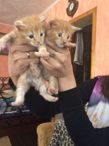 котята мейн кун
