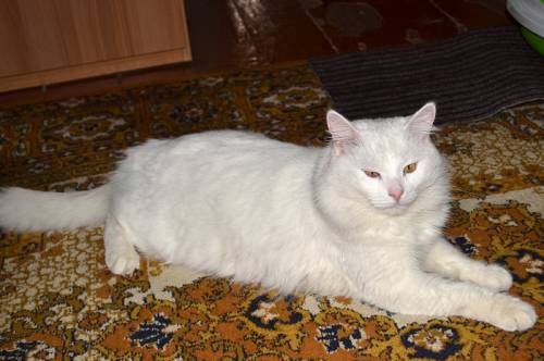 Белый ангорский кот