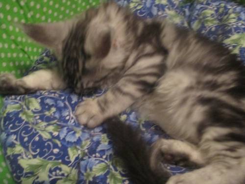 Котенок Мейн кун