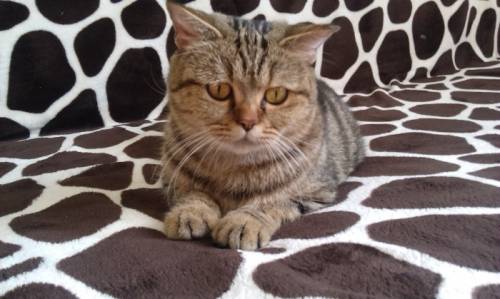 БРИТАНСКИЕ КОТЯТА мальчики