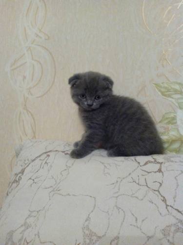 Продам милую кошечку.