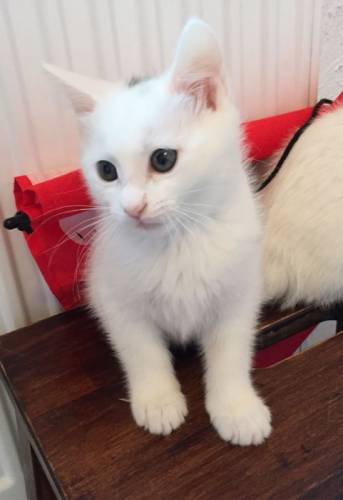 Продам котят мальчиков японского бобтейла.