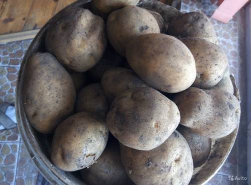 Продам недорого вкусный картофель