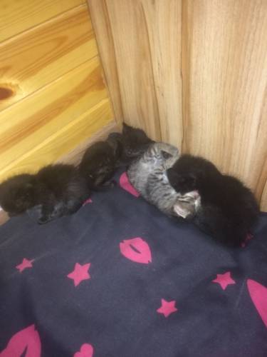 Отдам котят бесплатно