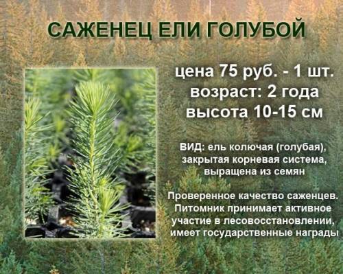 саженцы ГОЛУБАЯ ЕЛЬ из питомника