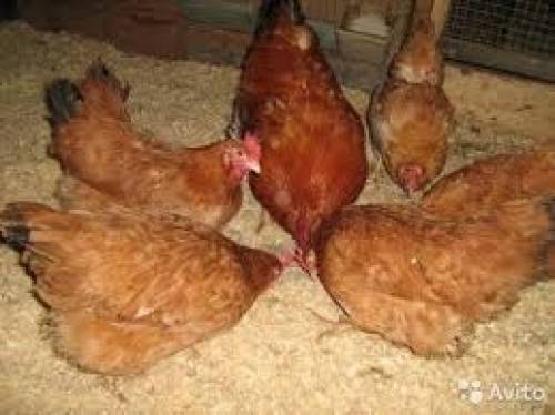Продам Несушек красных