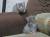 Котята 1 месяц