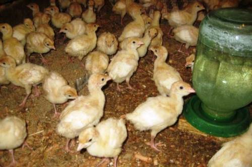 Продам Индюшат белых Конвертер