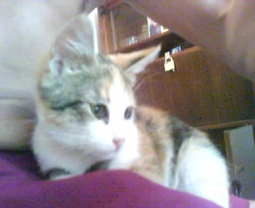 котенок