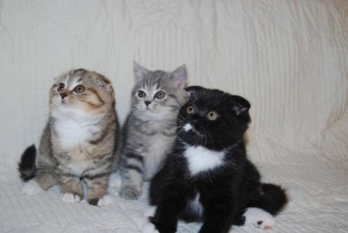 Шотландские котята