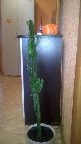 Продам цветок с горшком