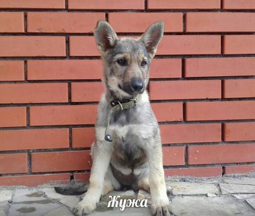 Щенок девочка 3 мес