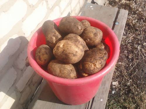 Картофель домашний продам.