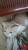 Котенок в дор