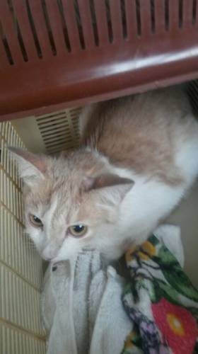 Котенок в дор