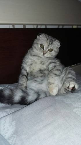 Кошка ищет жениха