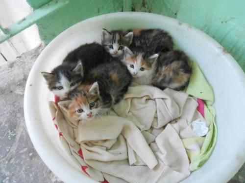 СРОЧНО!!! отдаю маленьких котят!