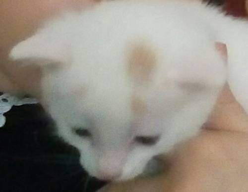 Котёнок в хорошие руки