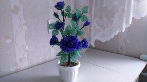 Куст синих роз