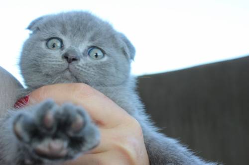 Шотландские вислоухие котята