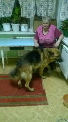 вязка немецкой овчарки