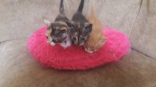 Отдам котят в добрые руки.