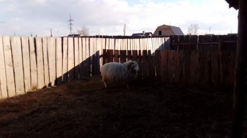 продам барана на племя