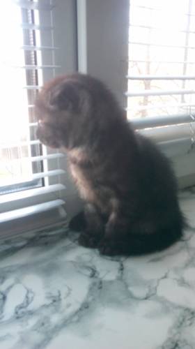Продам шотландскую кошечку